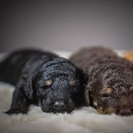 Coal - Phantom male Poodle puppy in Caldwell, Idaho from Boise Doodle Co.