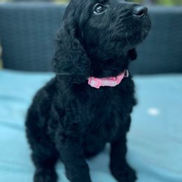 Goldendoodles from KJ Doodles