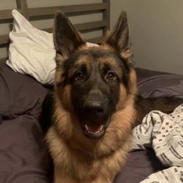 German Shepherd Puppies from Latti’s German Shepherds