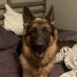German Shepherd Puppies from Latti’s German Shepherds