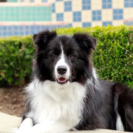 Phoenix  - Border Collie