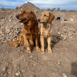 Magnolia - Golden Retriever