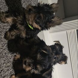 Yorkshire Terrier Puppies from YorkieLover