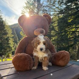 Austyn - Red  male Goldendoodle puppy in Roseburg, Oregon from Dbos Furry Friends