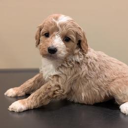 Snuggles - Cream female Cavapoo puppy in Coshocton, Ohio from Forever Family Puppies