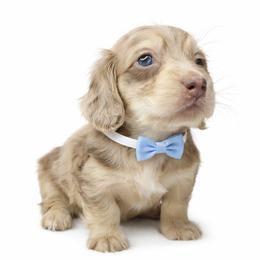 Max ( Chocolate and cream dapple) (No breeding homes allowed) - Dapple male Dachshund puppy in Fayetteville, North Carolina from RRD