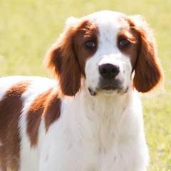 Gordon Setters and Irish Red and White Setters from Moonstone Setters