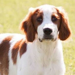 Gordon Setters and Irish Red and White Setters from Moonstone Setters