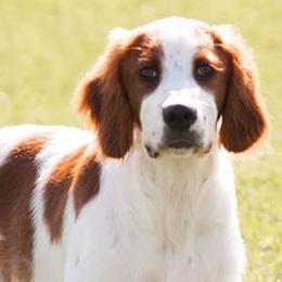 Gordon Setters and Irish Red and White Setters from Moonstone Setters