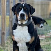 Greater Swiss Mountain Dogs from Hilltop Swissys