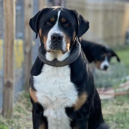 Greater Swiss Mountain Dogs from Hilltop Swissys