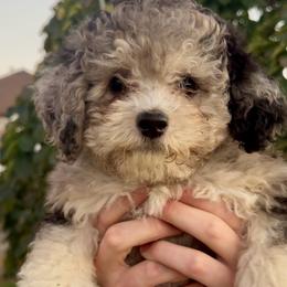 Coco - Merle female Bernedoodle puppy in Tooele, Utah from Dinky Doo Doodles