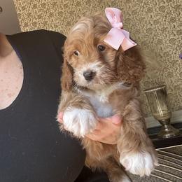Rita - Red and white female Cockapoo puppy in Mint Hill, North Carolina from DoodleForever