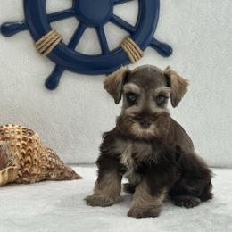 Sugar Pie Male 2 AKC Mega Coat - Liver male Miniature Schnauzer puppy in Pageland, South Carolina from New Haven Farms