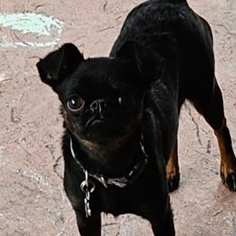 Tinker - Brussels Griffon