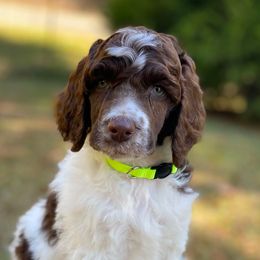 Mark Full AKC - Parti male Poodle puppy in Alpine, Alabama from Alpine Acres Poodles