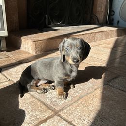 Dachshunds from Dachshunters