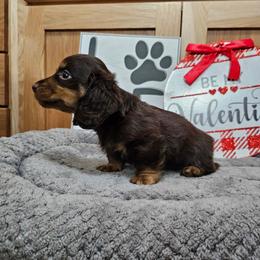 Cruiser - Black and tan male Dachshund puppy in Cherry Tree, Oklahoma from Peavine Creek Dachshunds