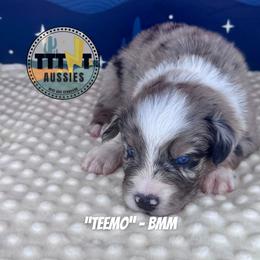 Teemo - Blue merle male Australian Shepherd puppy in Tucson, Arizona from TTTNT Aussies