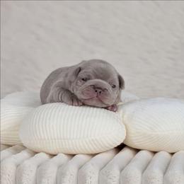 Purple Collar Girl - Blue female French Bulldog puppy in Melba, Idaho from Frost's Frenchie's