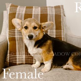 Rose - Black and tan female Pembroke Welsh Corgi puppy in Lebanon, Oregon from Highland Meadow Corgis