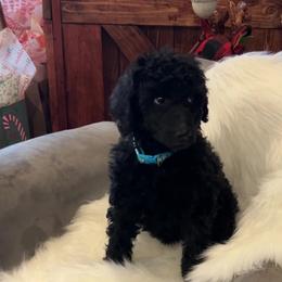 Light Blue - Sale Pending - Black female Poodle puppy in Hamilton, Ohio from Grandview Farm