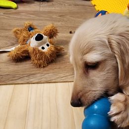 Dachshund Puppies from Queen City Dachshunds