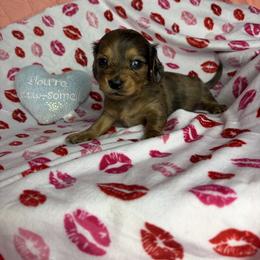 Brooke - Dapple female Dachshund puppy in Lake City, Florida from My Ditzy Doxies of Florida