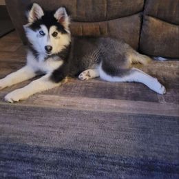 Pomsky Puppies from Peoria Pomskies