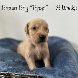 Golden Retriever Puppies from Gold Treasure Retrievers