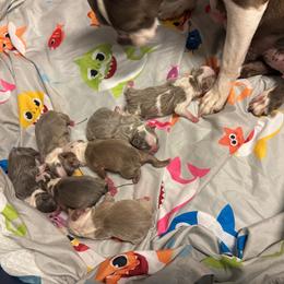 Boy 3 - Lilac male Boston Terrier puppy in Red Rock, Arizona from Cortes Boston Terriers
