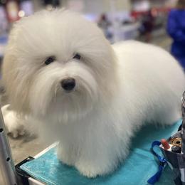 Cotons de Tulear from Cloud Nine Cotons