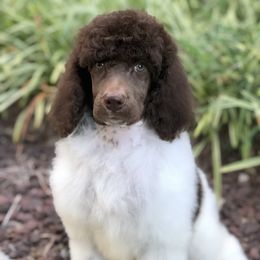 Pomeranian and Poodle Puppies from Sky’s the Limit Cloud K9’s