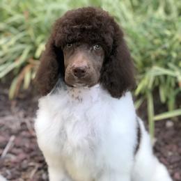 Pomeranian and Poodle Puppies from Sky’s the Limit Cloud K9’s