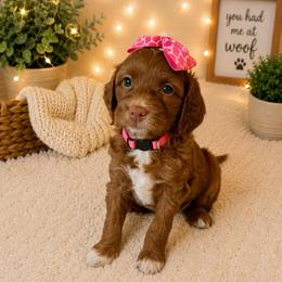 Star - Pink Collar - Red  female Goldendoodle puppy in Huntsville, Alabama from Falcon Ridge Doodles