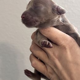 Girl 2 - Fawn (isabella) and tan female Dachshund puppy in Conroe, Texas from R&K Dachshunds