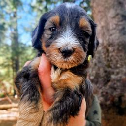 Etta James - Merle female Bernedoodle puppy in Pollock Pines, California from Ten Acre Wood Doodles