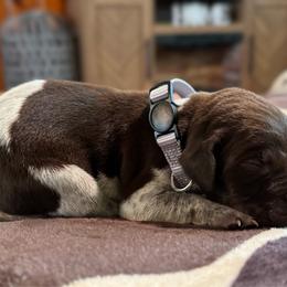 Billy - Liver and white male German Shorthaired Pointer puppy in Georgia from CMC Farms