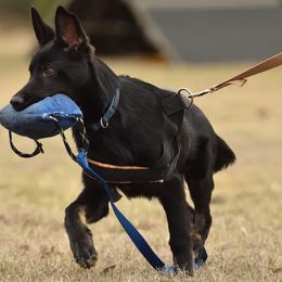 German Shepherd Puppies from Büserhaus Working Dogs