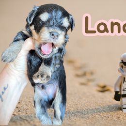 Lando Black Tan 2500 - Black male Miniature Schnauzer puppy in Temple, Texas from Schnauzers Of Taylor