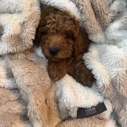 Red Boy - Red  male Goldendoodle puppy in Alamance County, North Carolina from Doodle Squad Puppies