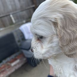 Cockapoo and Pomeranian Puppies from Luna Kennel