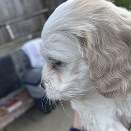Cockapoo and Pomeranian Puppies from Luna Kennel