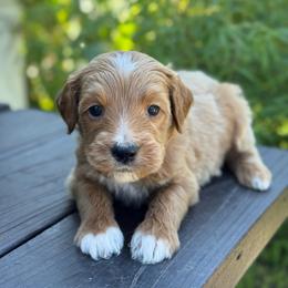 Ticket - Apricot male Goldendoodle puppy in Wharton, Texas from Little Fur Friends