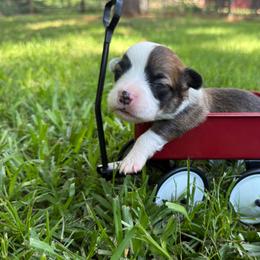 Fluffy Sable - Sable female Pembroke Welsh Corgi puppy in Nashville, Arkansas from Whisenhunt Farms