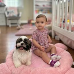 Shih Tzu Puppies from Little Miracles Shih Tzu