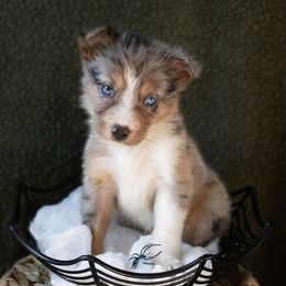 Scorpion - White and blue merle male Border Collie puppy in Olive Hill, Kentucky from SaturnMoon MAS & BC