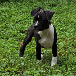 Raven - Black brindle female American Staffordshire Terrier puppy in Kankakee, Illinois from GrinNation Noble Am Staffs
