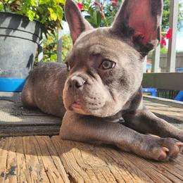 Dino - Blue fawn male French Bulldog puppy in Cincinnati, Ohio from Sun City Kennels