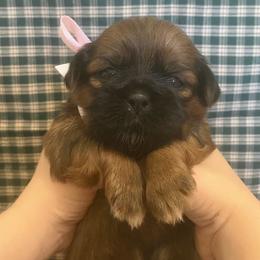 Clara - Chocolate female Shih Tzu puppy in Jasper, Georgia from Tiny Bubbles Shih Tzus